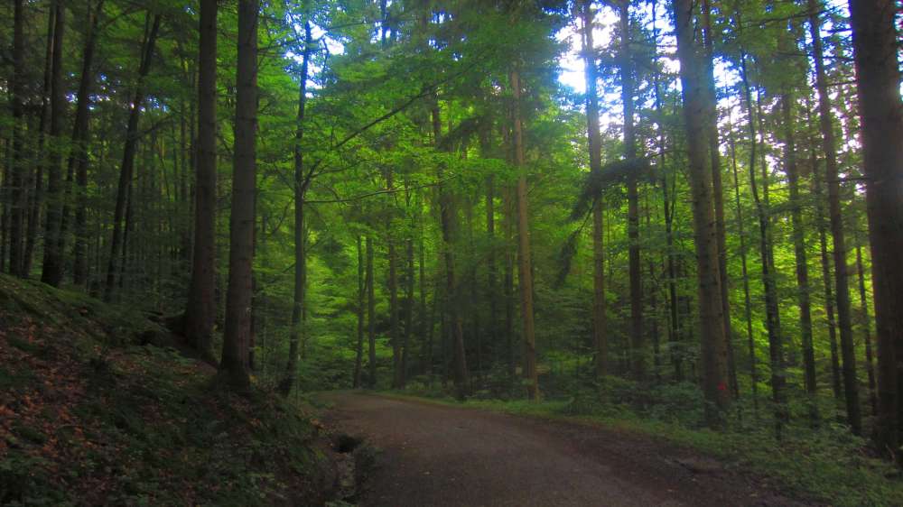 Waldweg