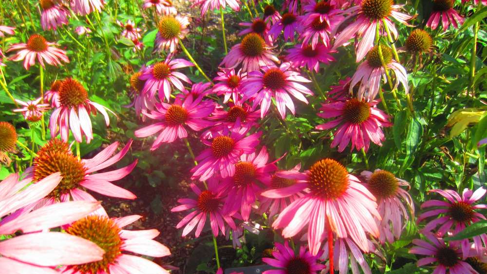 Echinacea