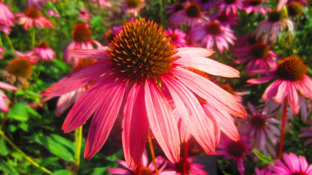 Echinacea