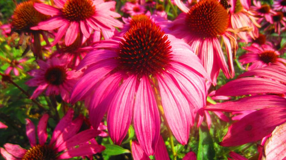Echinacea