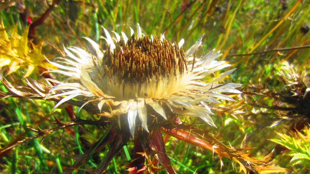 Silberdistel