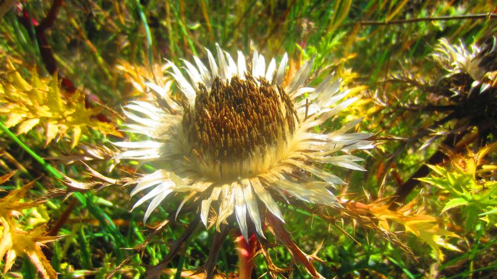 Silberdistel