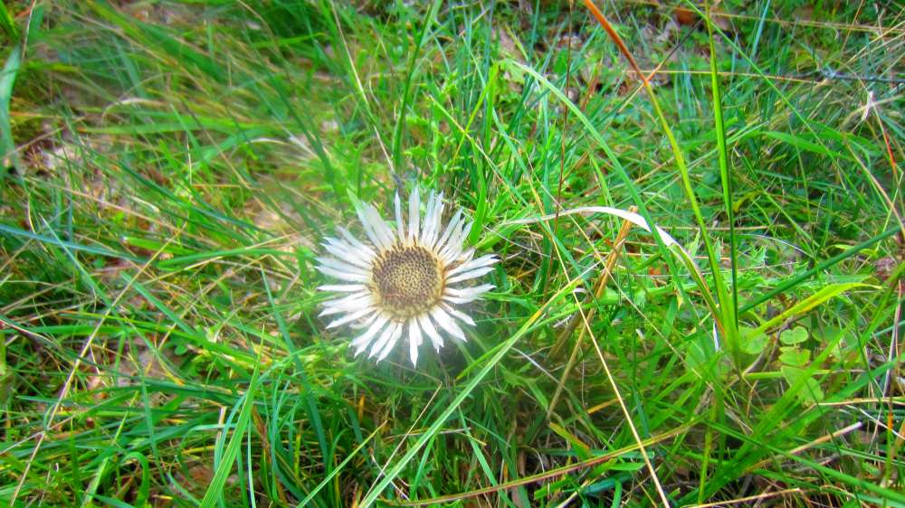 Silberdistel