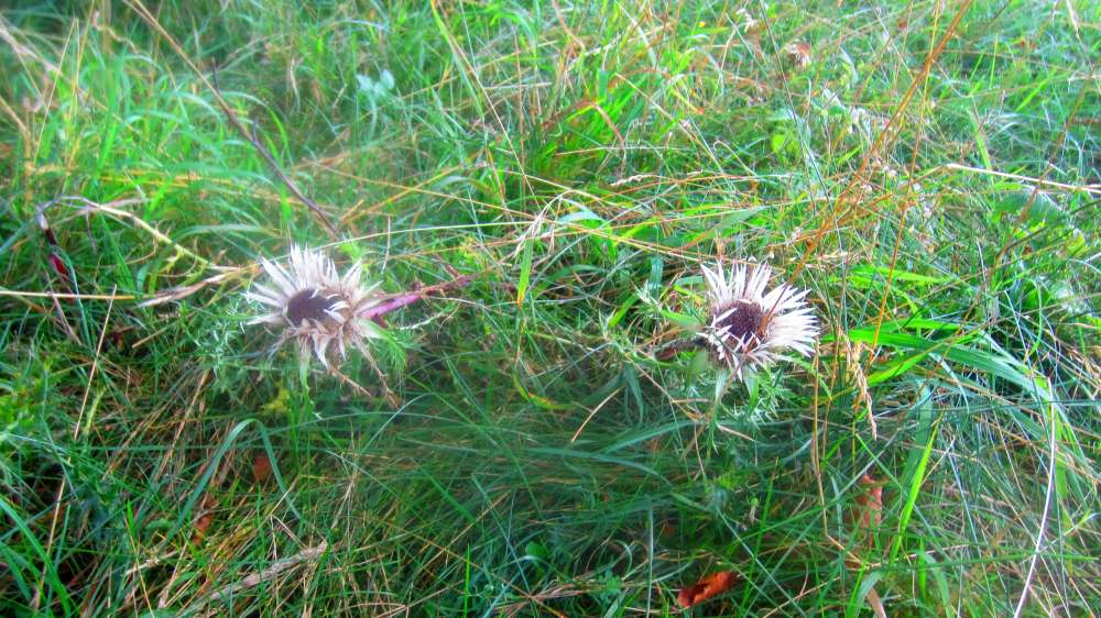 Silberdistel
