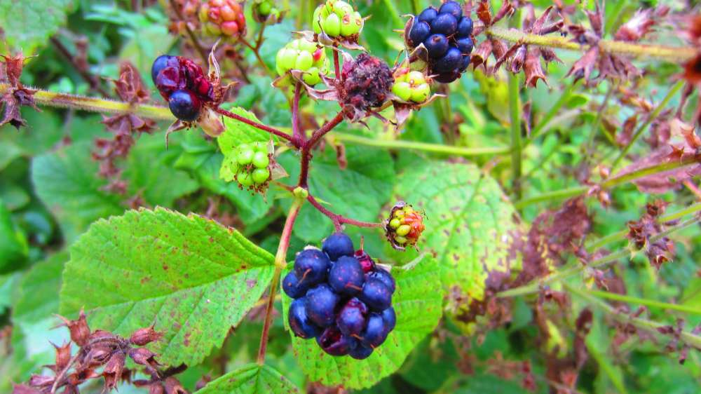 Brombeeren