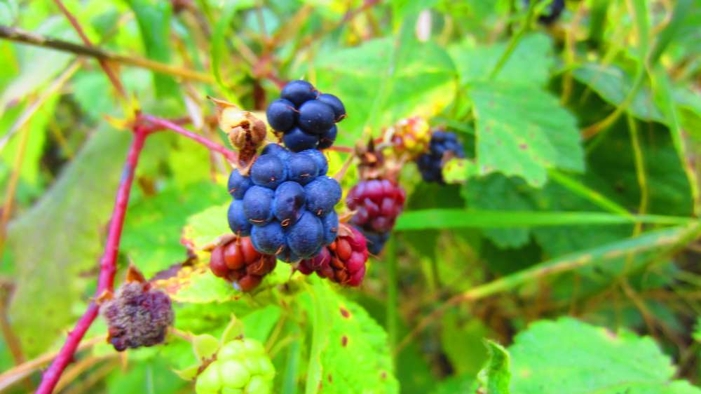 Brombeeren