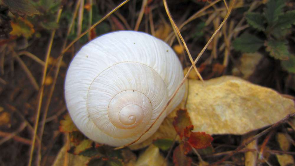 Schneckenhaus