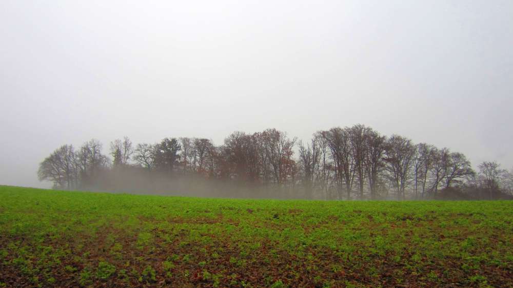 Nebel