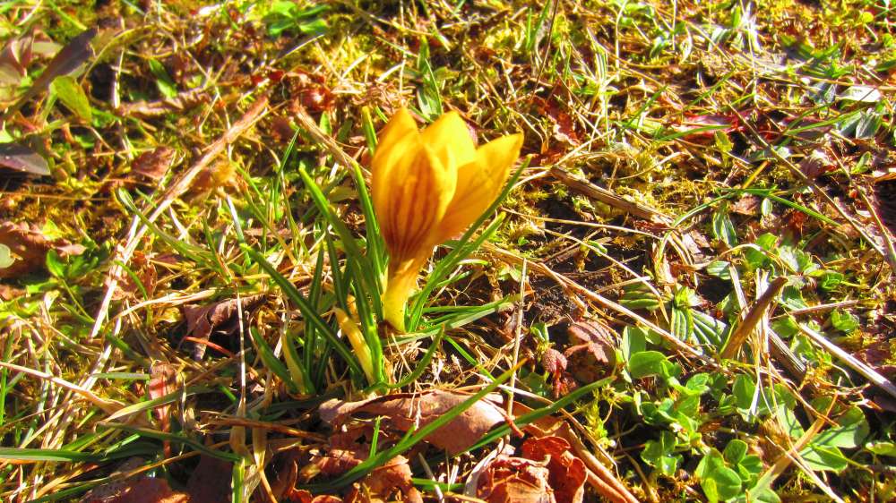 Krokus