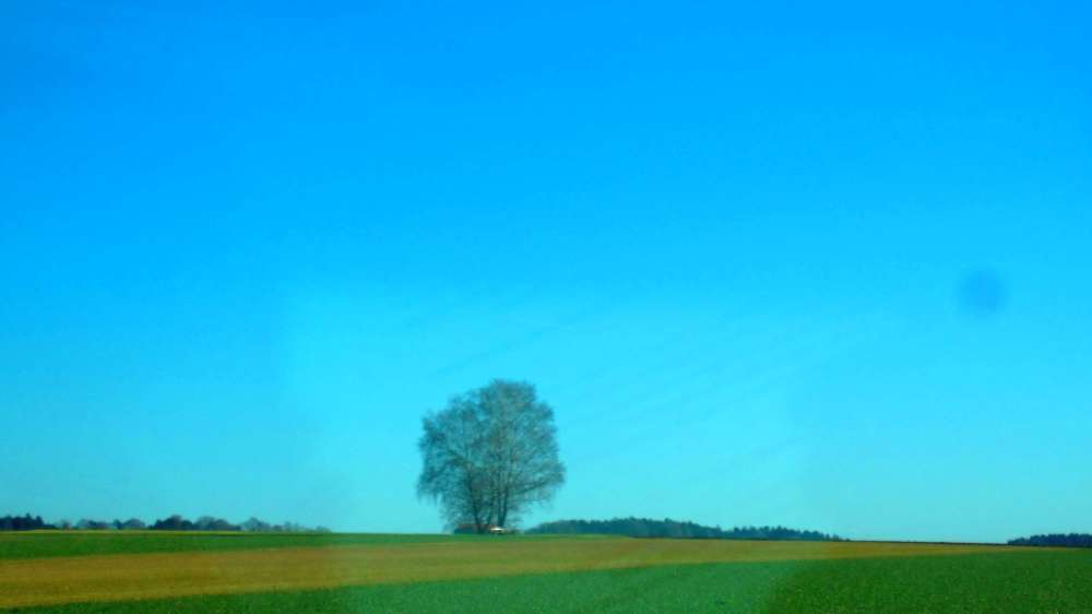 Baum