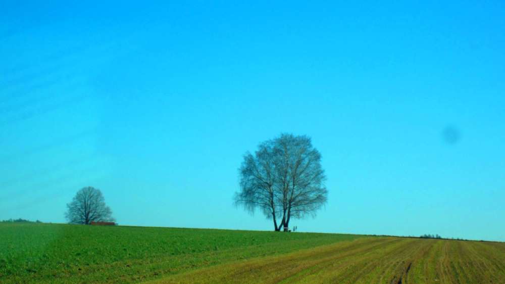 Baum