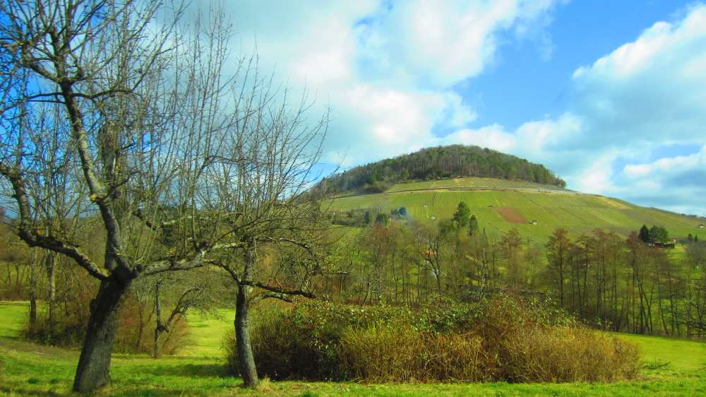 Weinberge