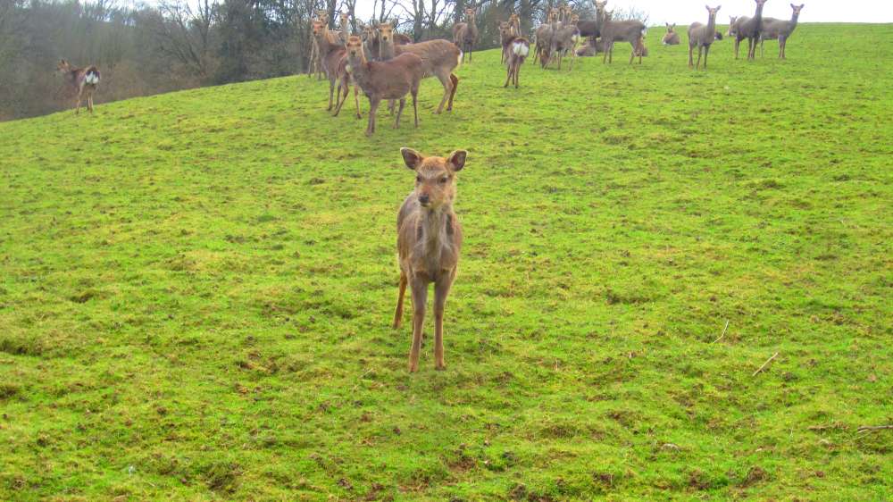 Bambi