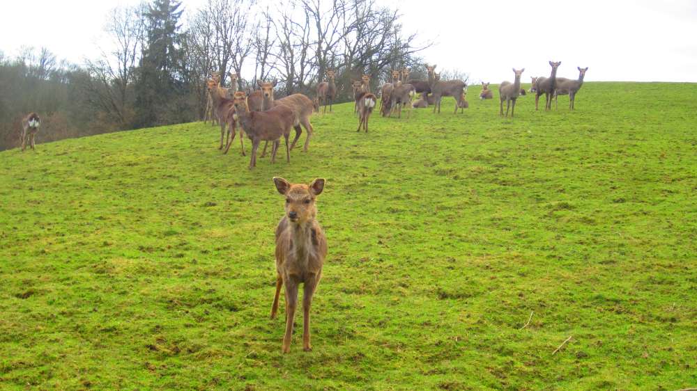 Bambi