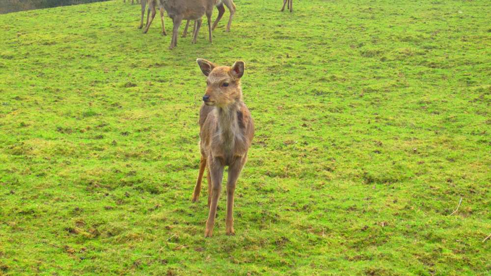 Bambi