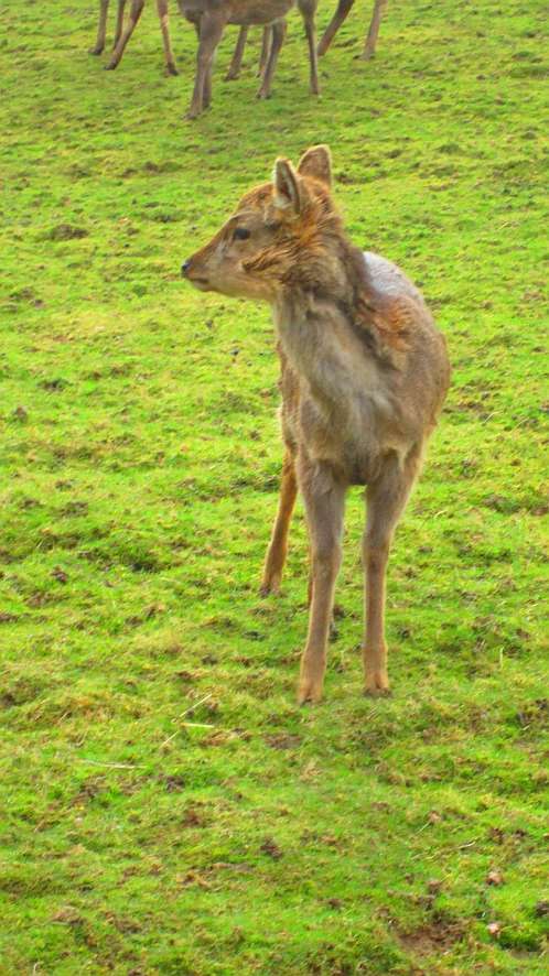 Bambi