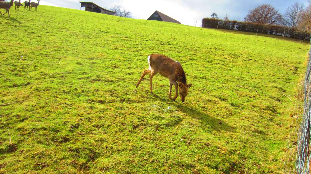 Bambi