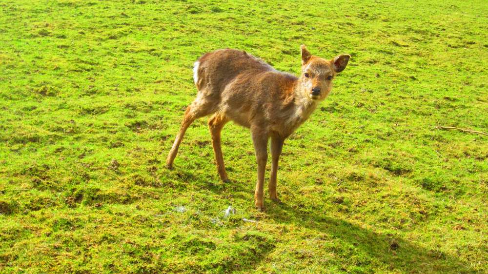 Bambi