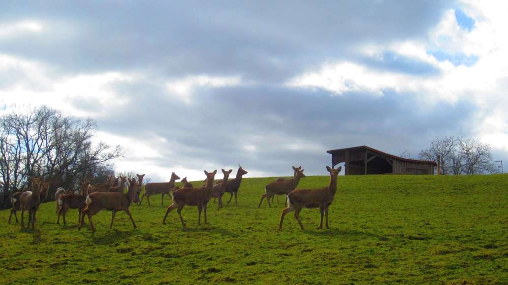 Bambi