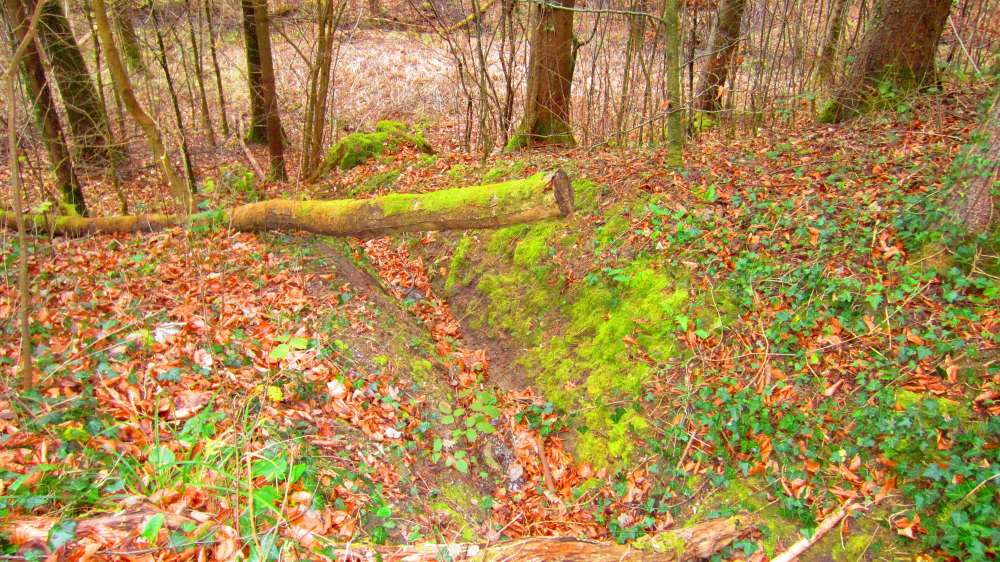Baum