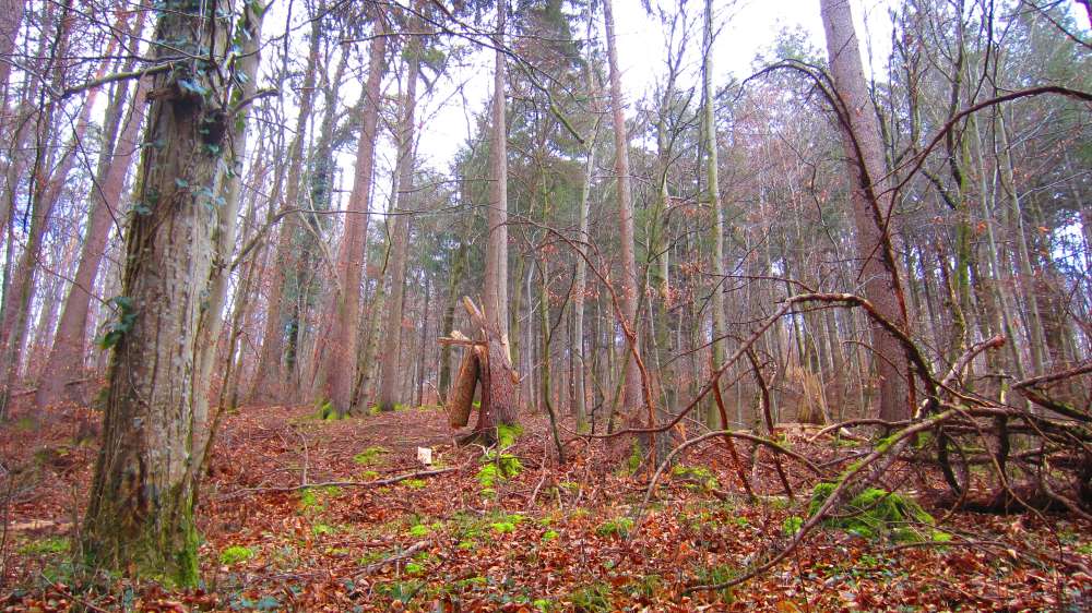 Wald