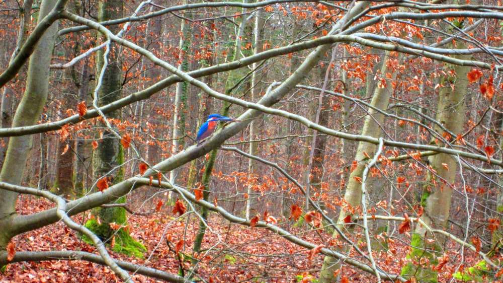 Eisvogel