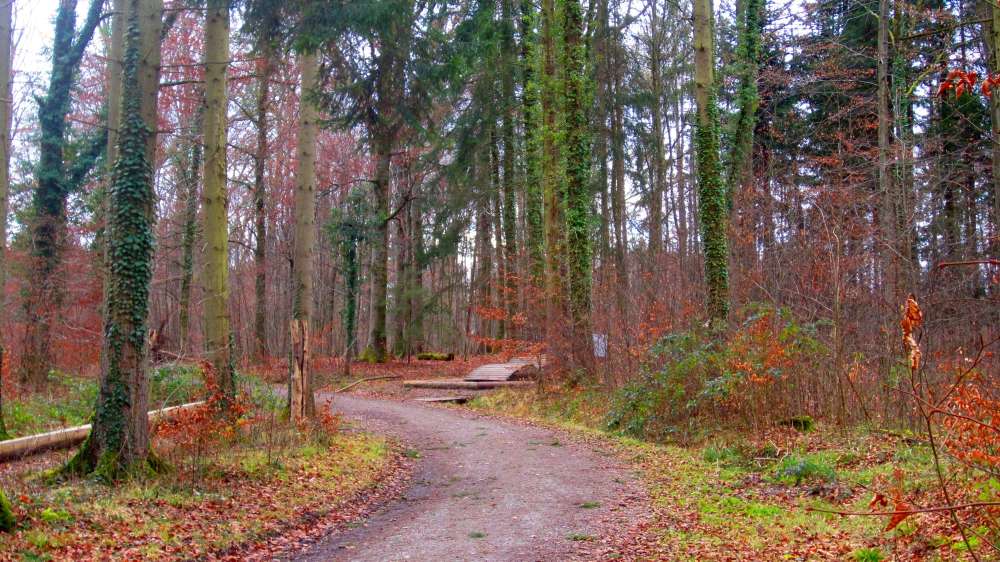 Waldweg
