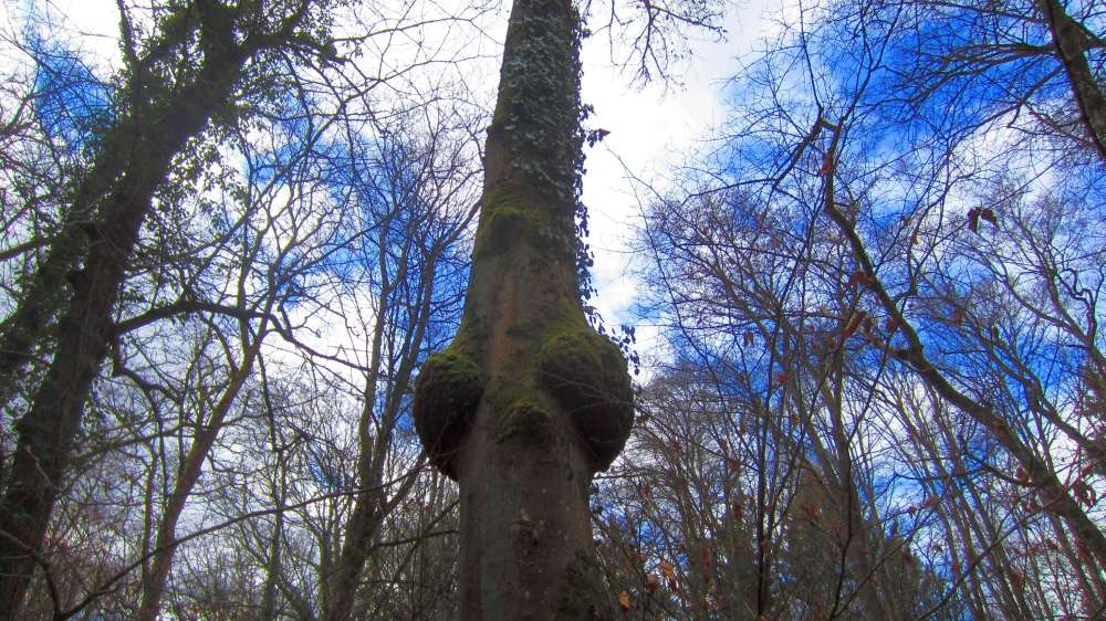Baum