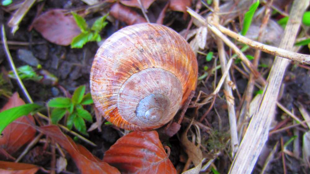Schnecke