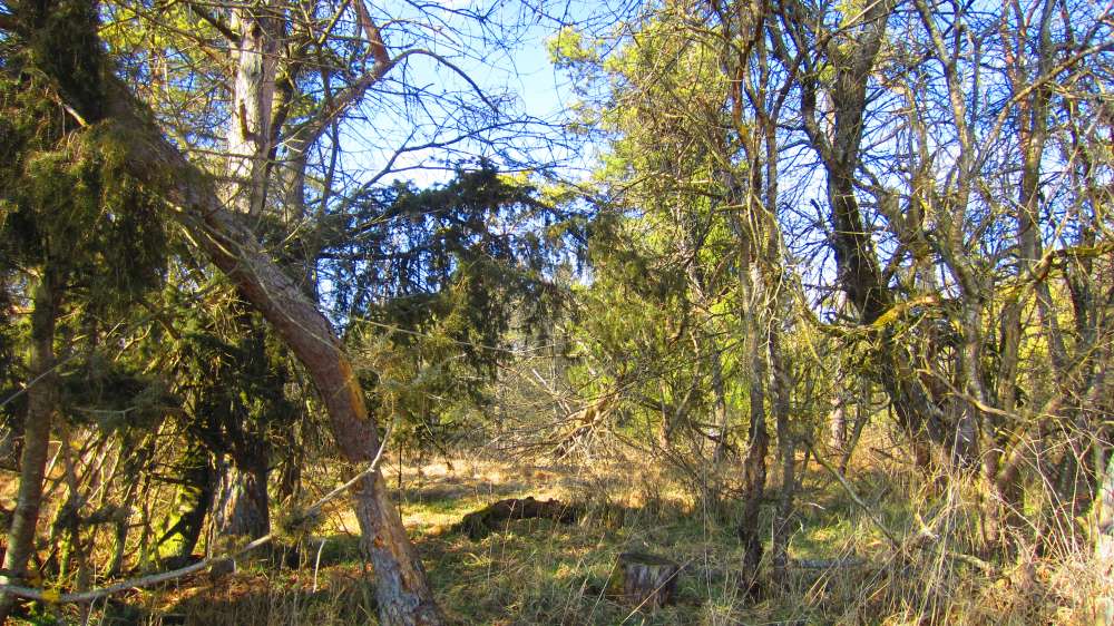 Wald