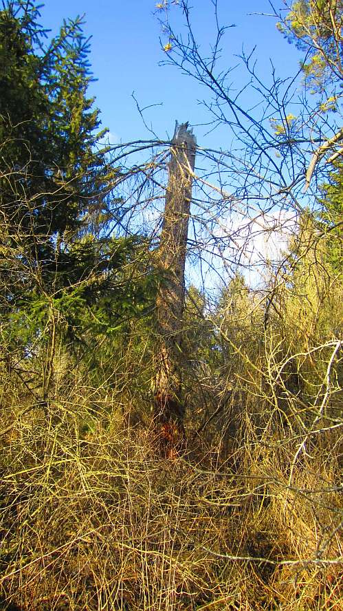 Baum