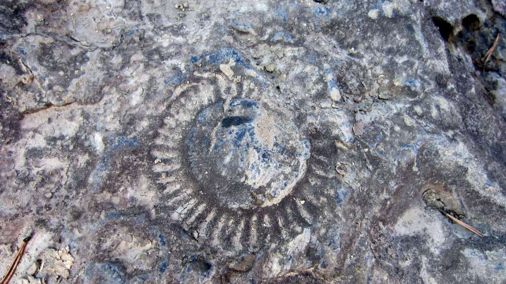 Schnecke