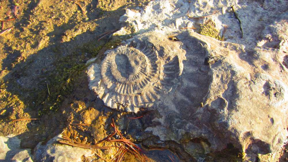 Schnecke