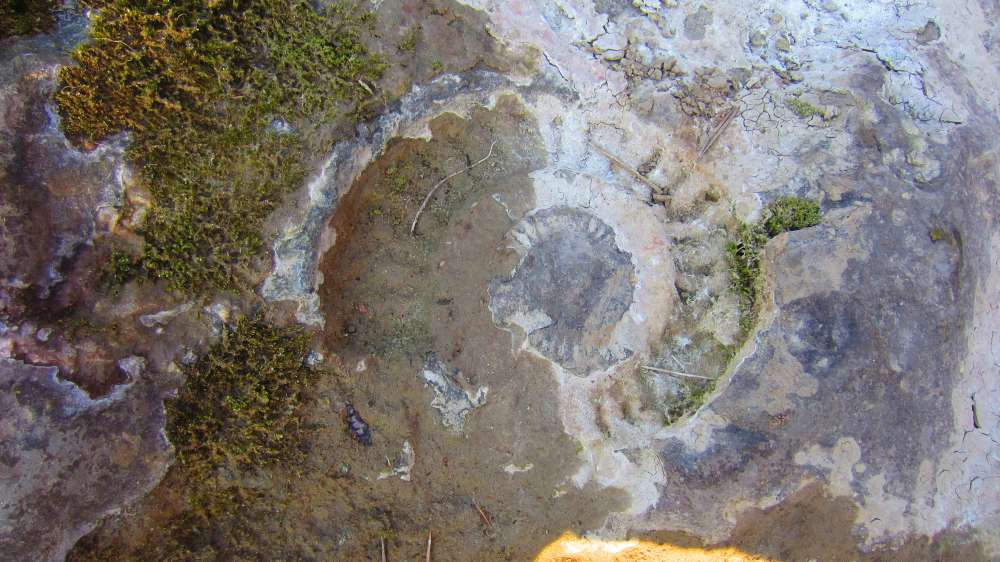Schnecke