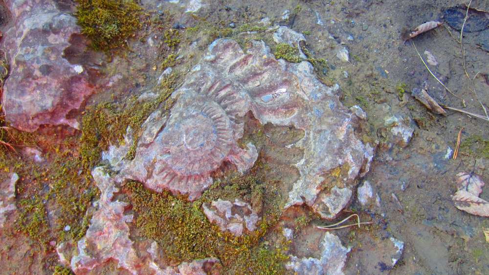Schnecke