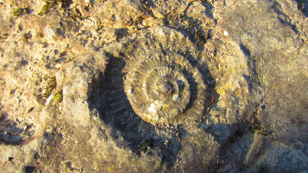 Schnecke