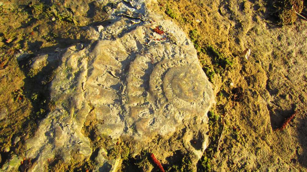 Schnecke