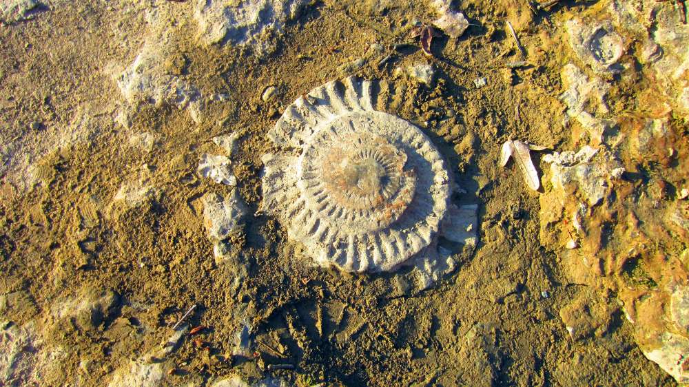 Schnecke