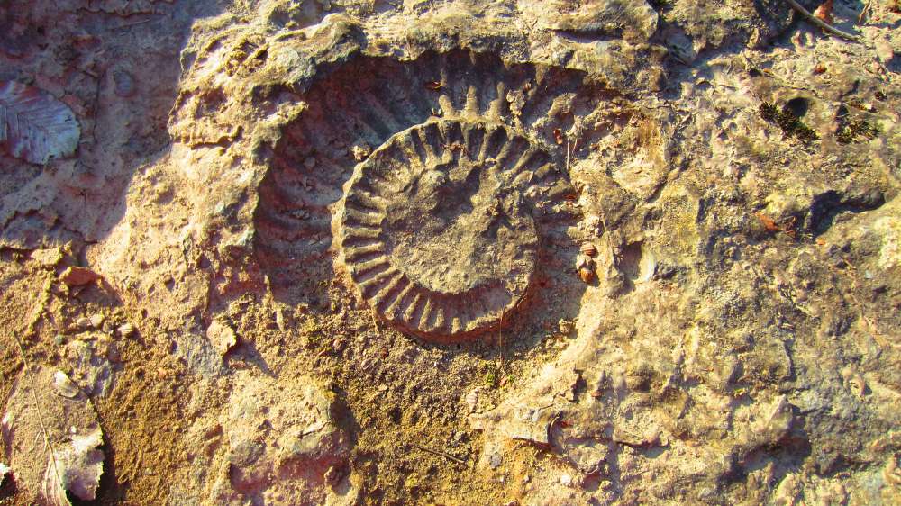 Schnecke