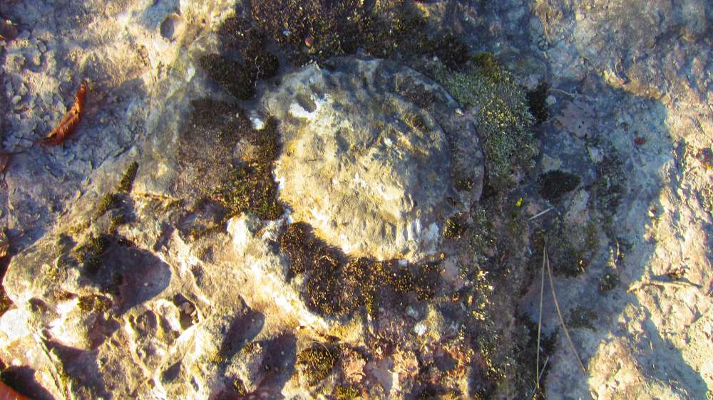 Schnecke