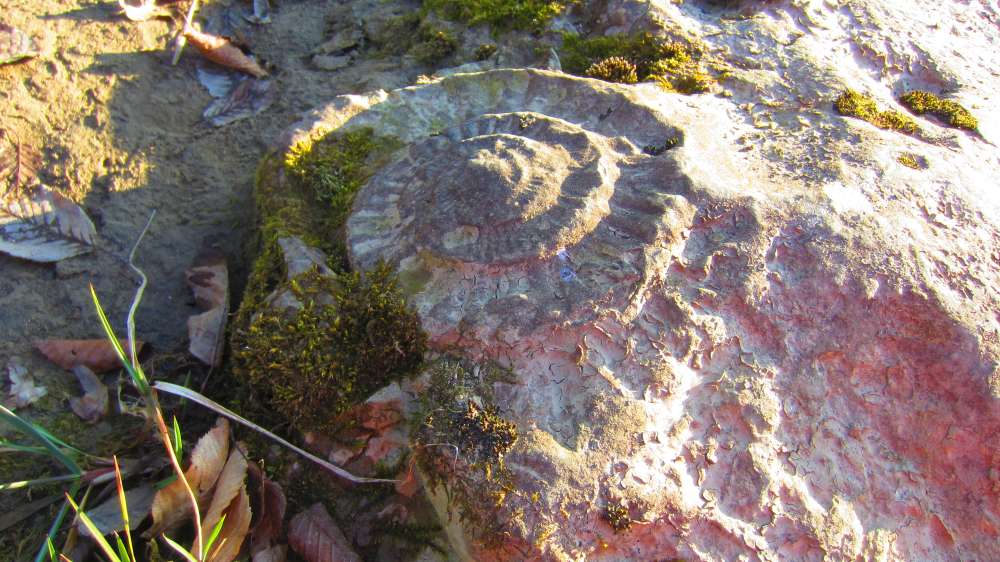 Schnecke