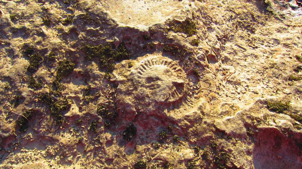 Schnecke