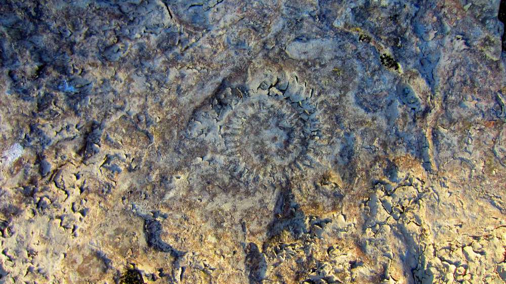 Schnecke
