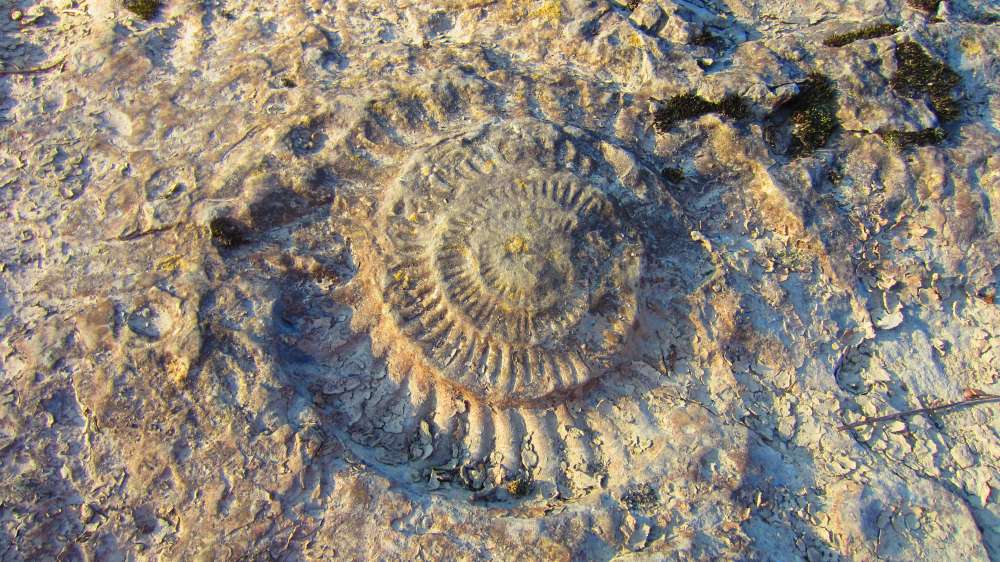 Schnecke