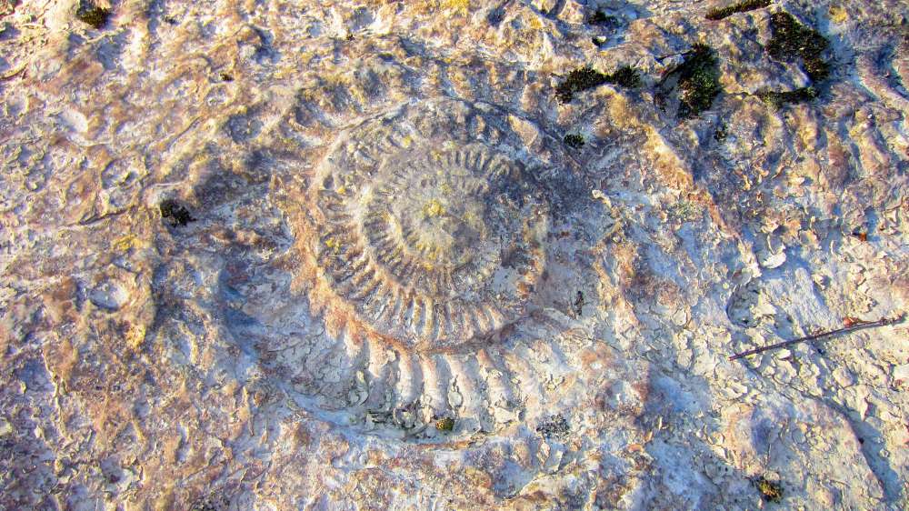 Schnecke