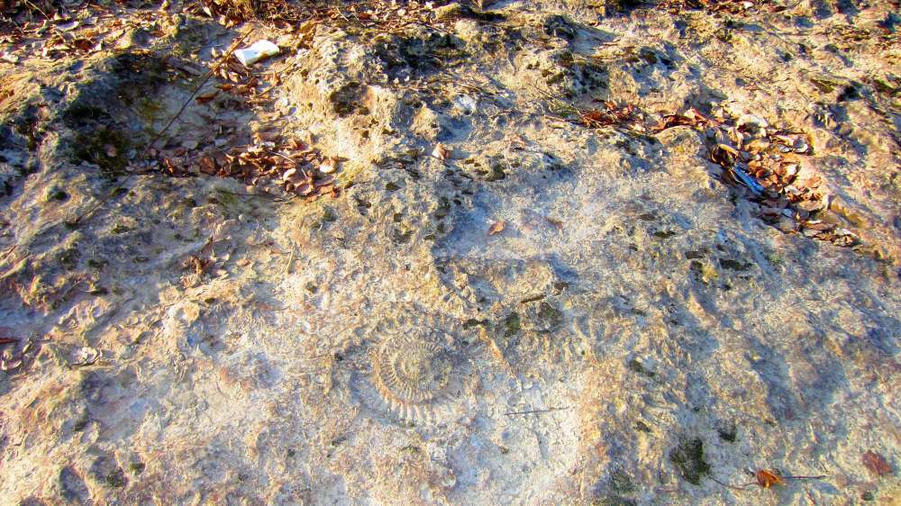 Schnecke