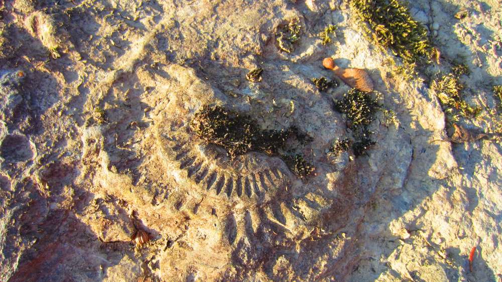 Schnecke