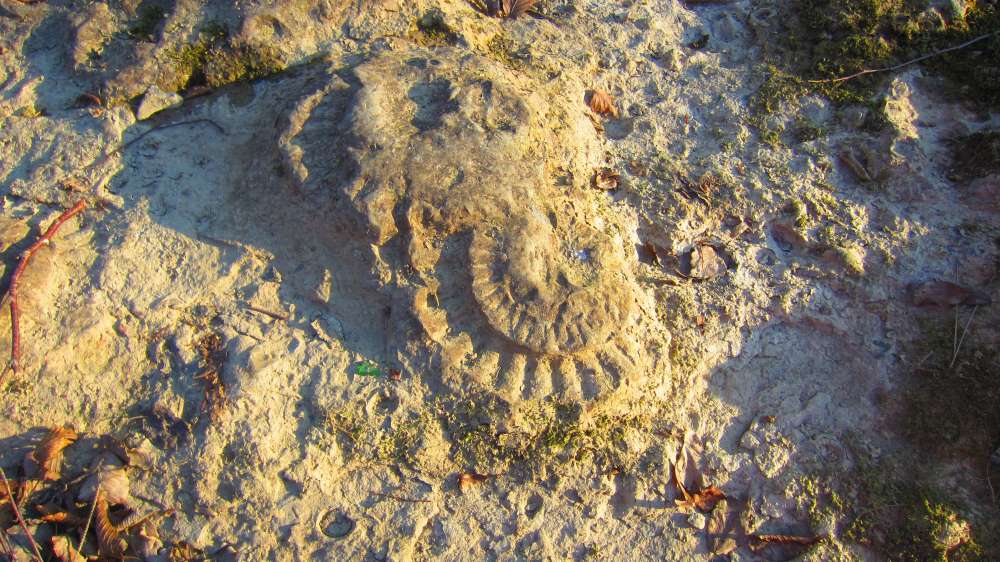 Schnecke