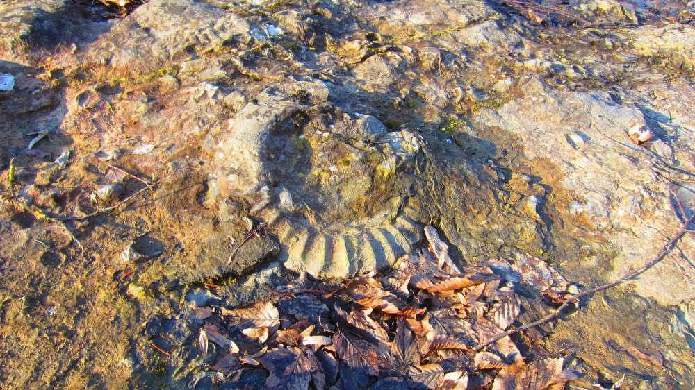 Schnecke