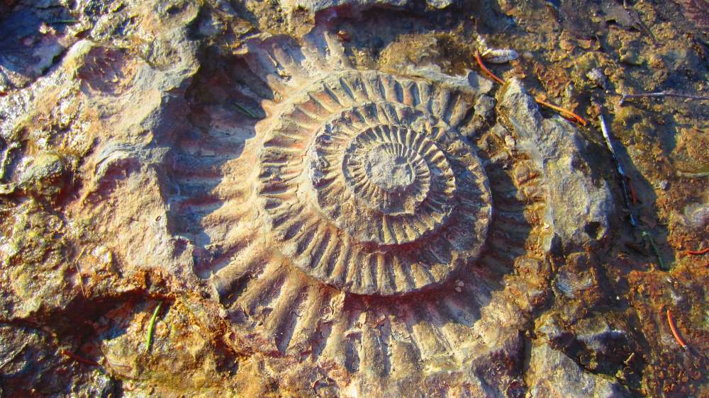 Schnecke